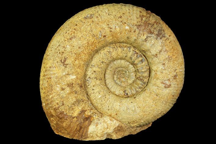 Jurassic Ammonite (Stephanoceras) Fossil - England #171255